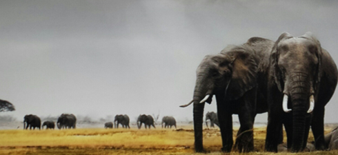 elephants