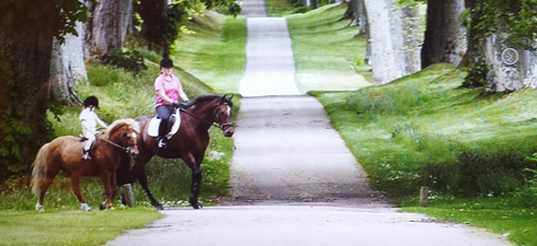 horses